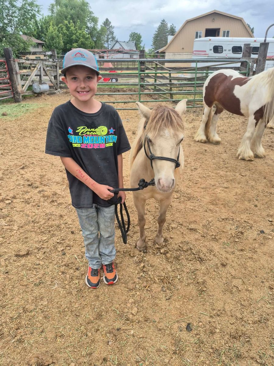 Ponies for sale