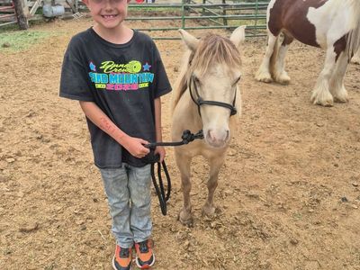 Ponies for sale