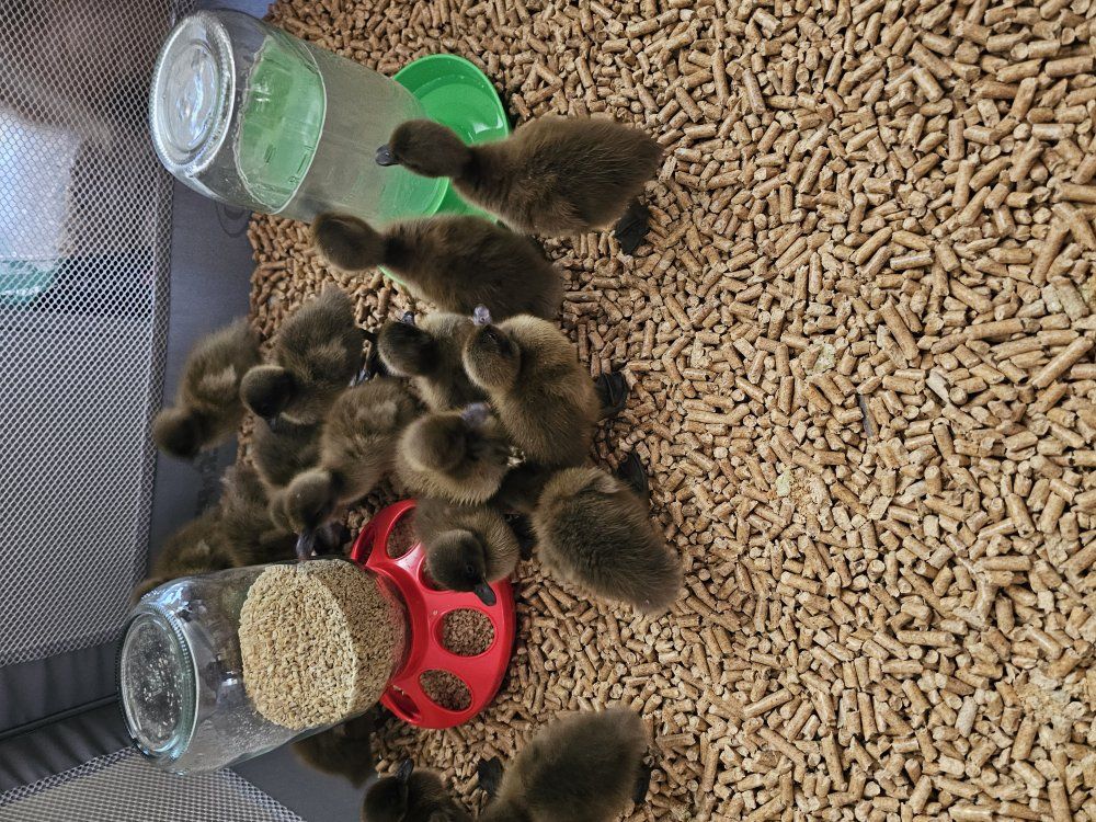 Khaki Campbell Ducklings!