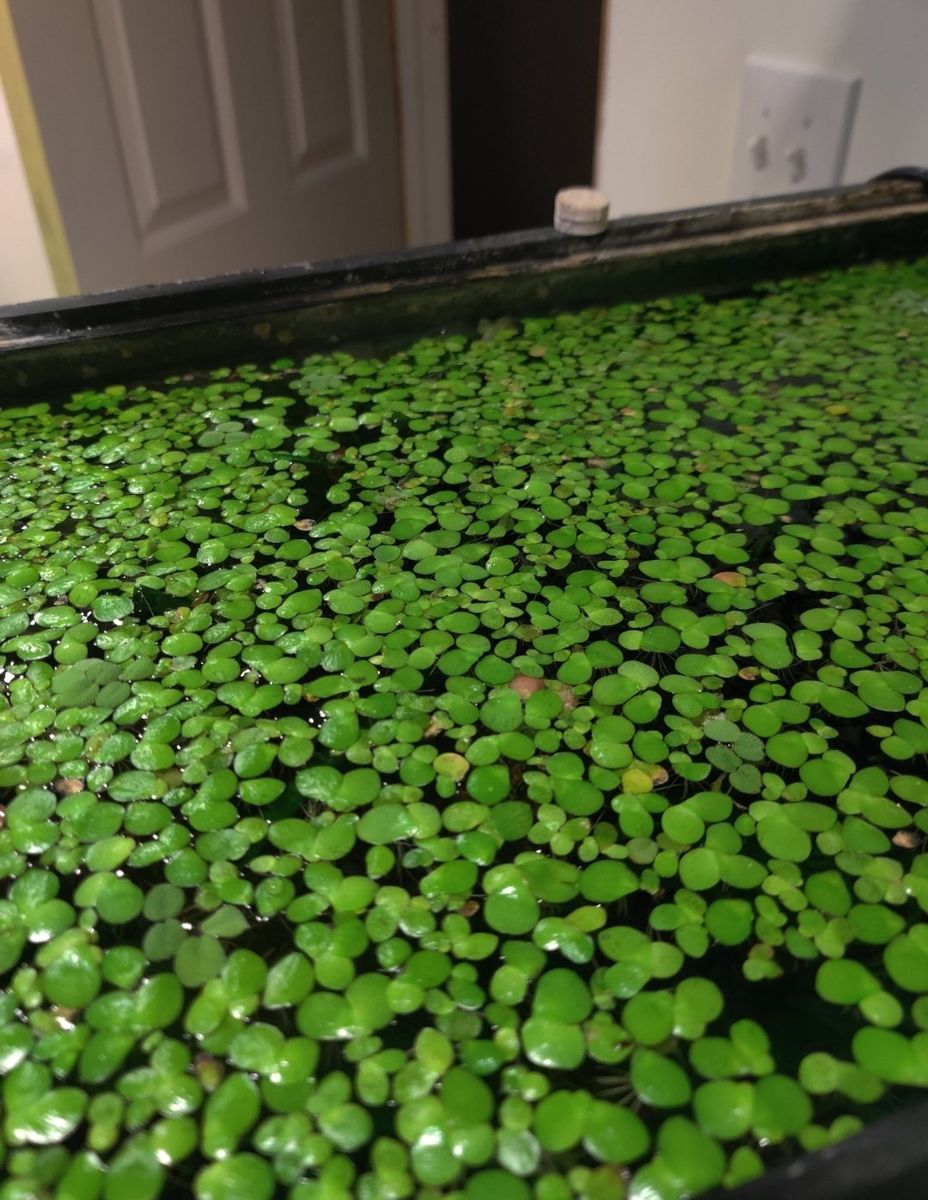 GIANT duckweed floating aquarium plant