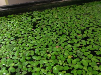 GIANT duckweed floating aquarium plant
