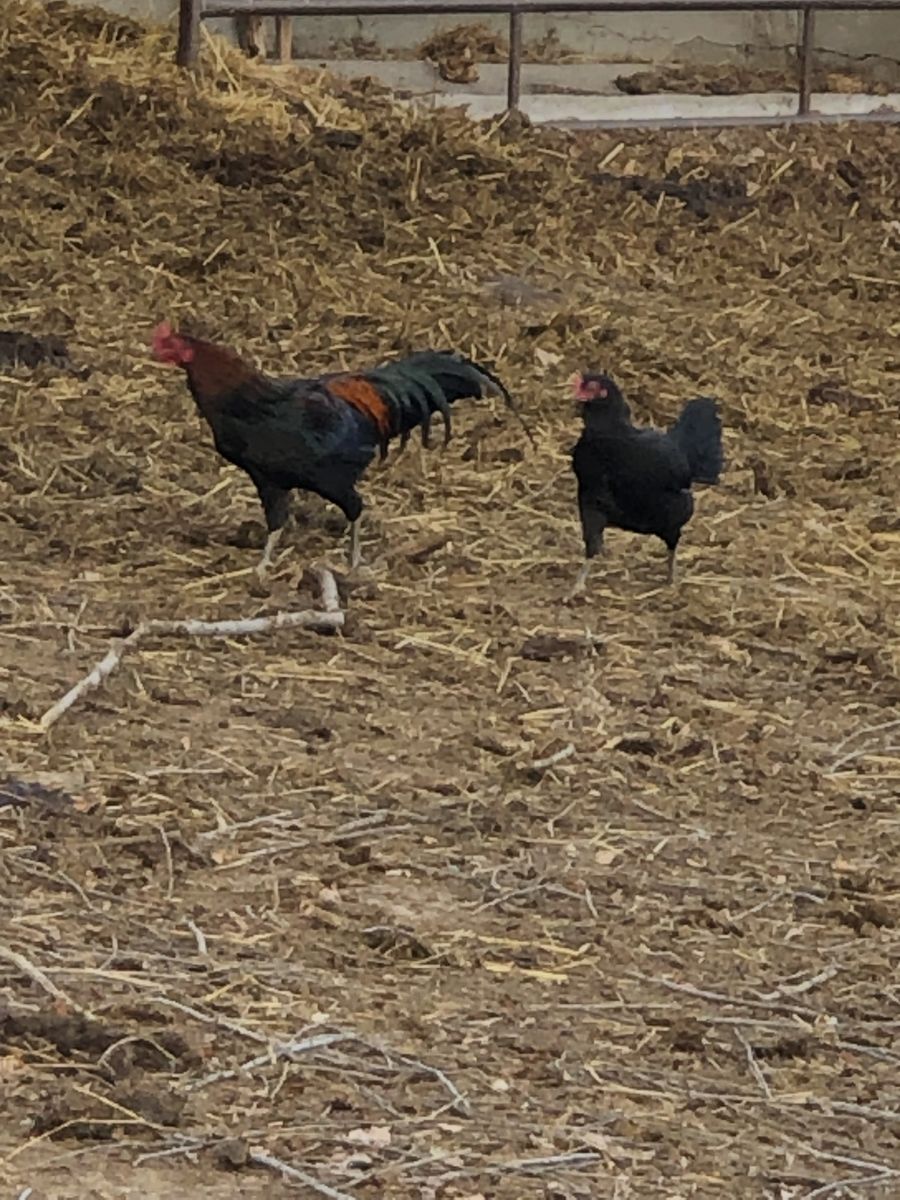 Chickens and roosters 