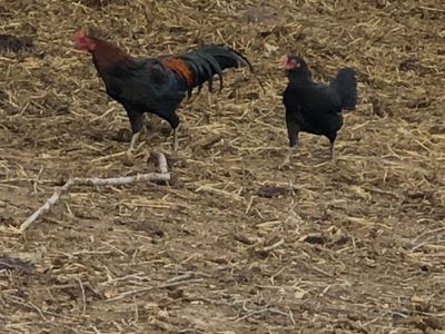 Chickens and roosters