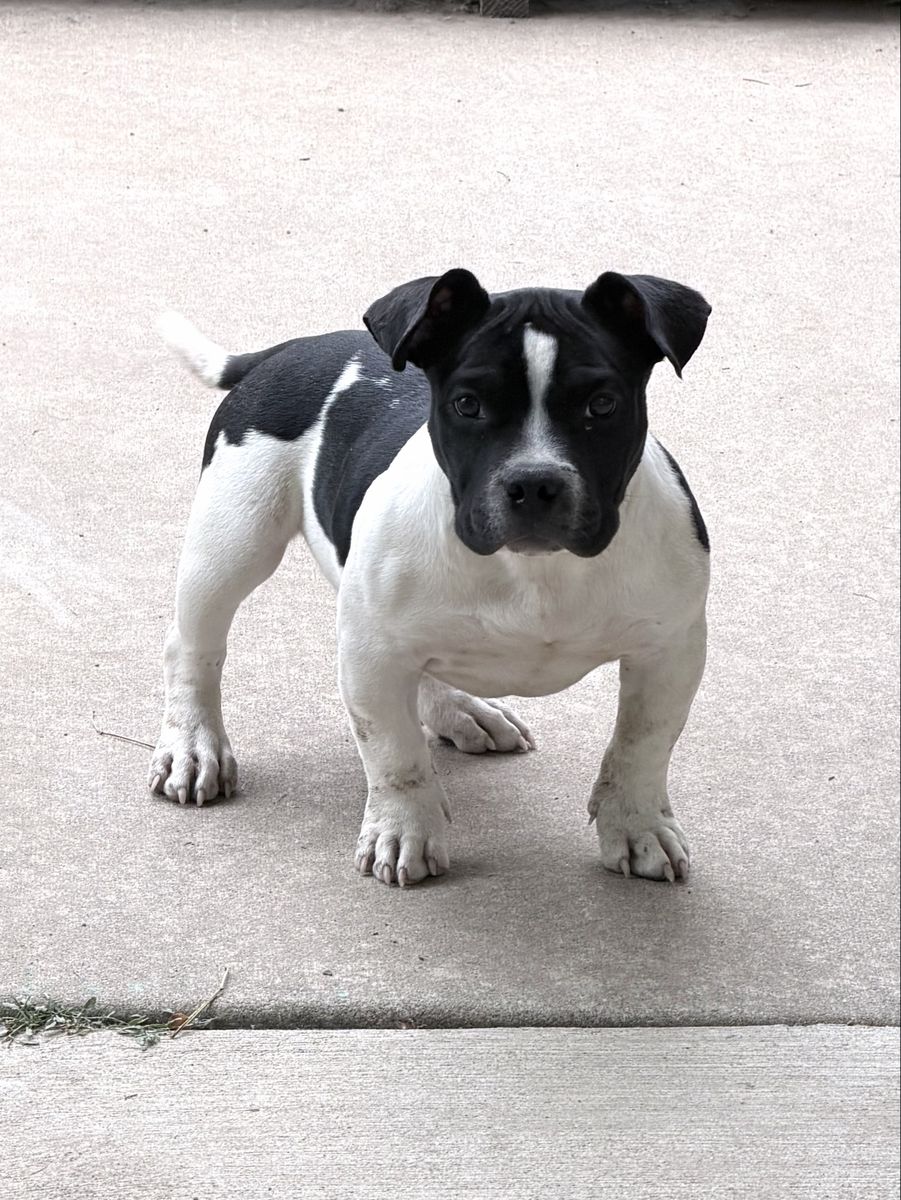American Bully Puppy