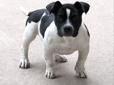 American Bully Puppy