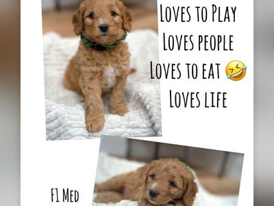 F1 medium red goldendoodle puppies