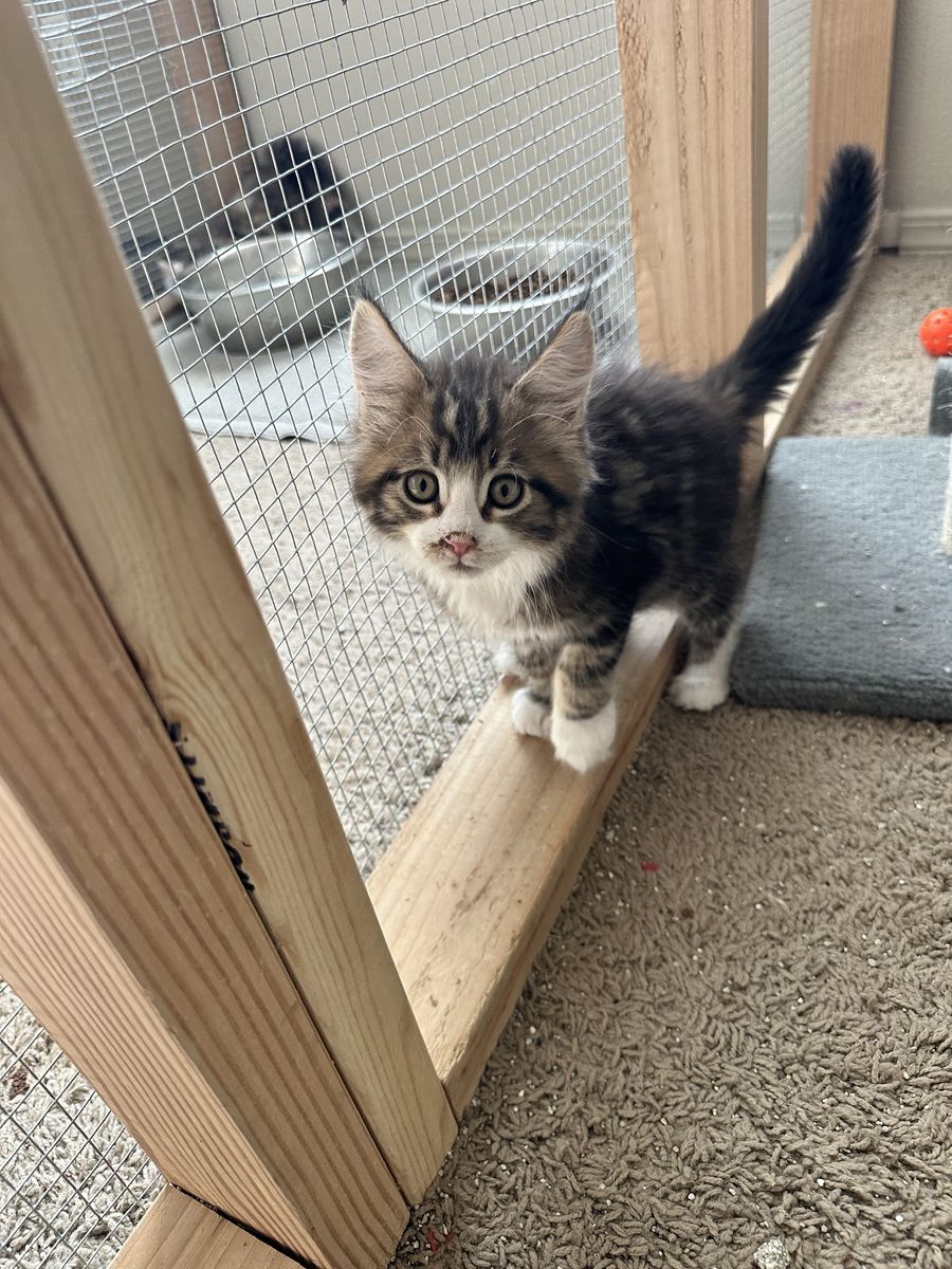 Maine Coon Kittens
