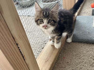 Maine Coon Kittens