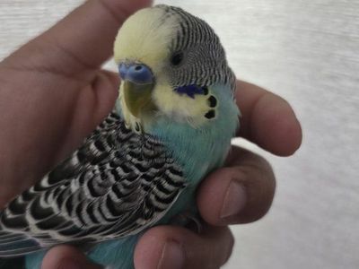 Male Parakeet