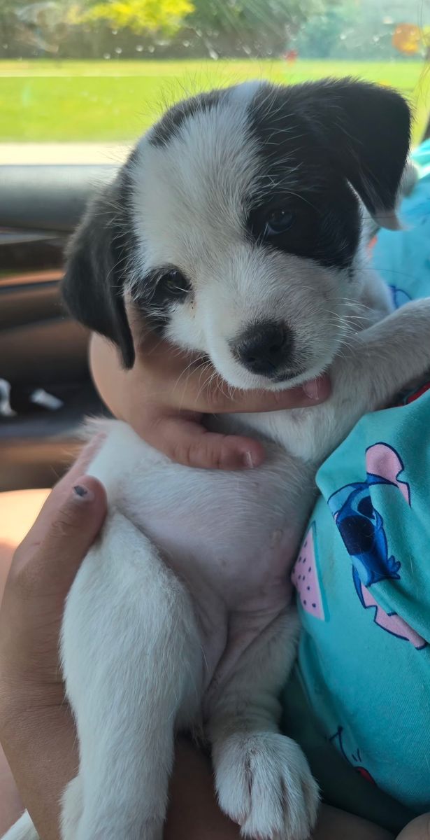 Maltese / Pitbull Female Puppy