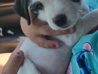 Maltese / Pitbull Female Puppy