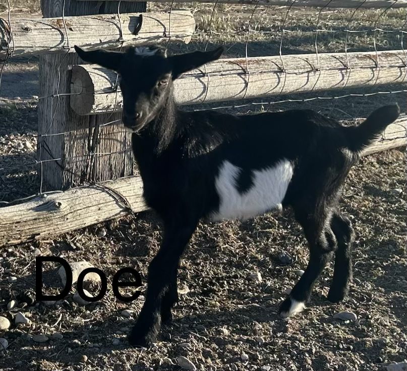 Alpine doeling