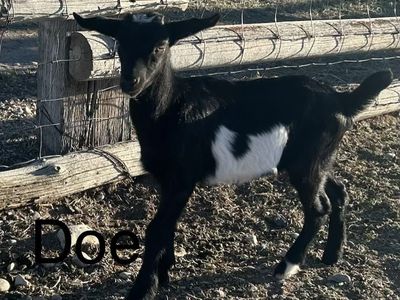 Alpine doeling