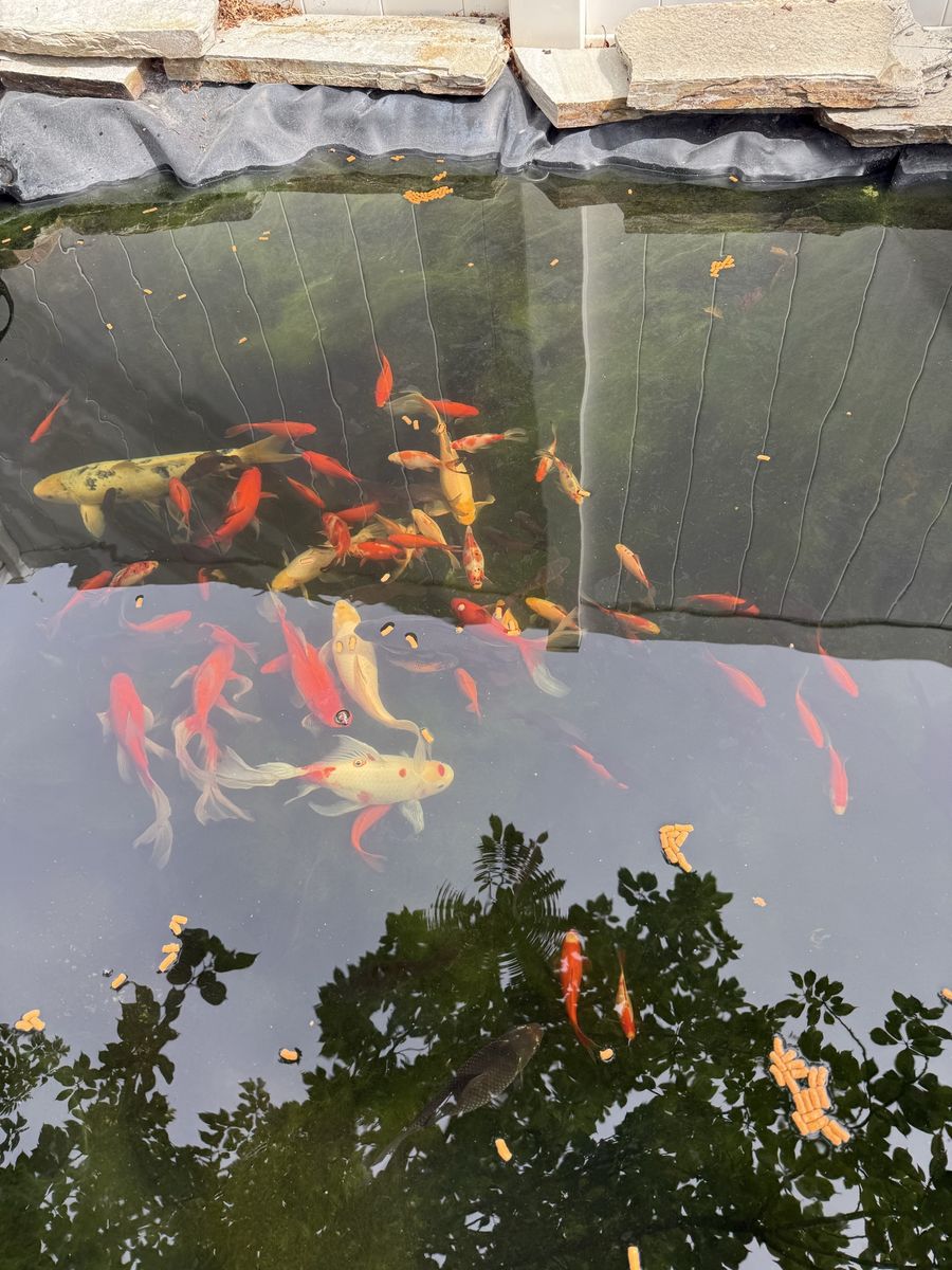 Butterfly  koi’s fish