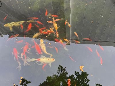 Butterfly koi’s fish