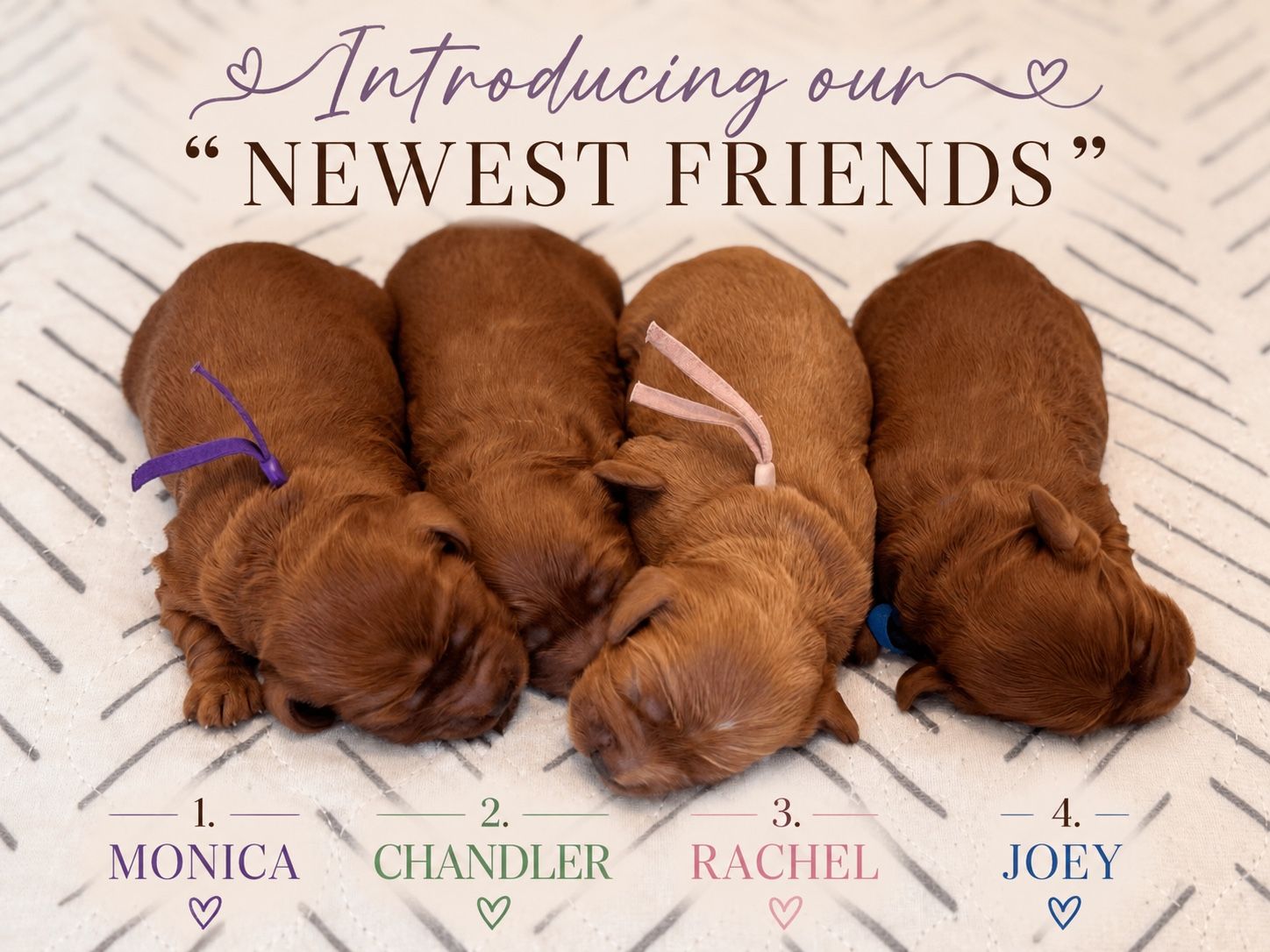Beautiful Toy/Mini Cavapoo/Cockapoo Puppies – Phoebe & Tyson’s Second Litter