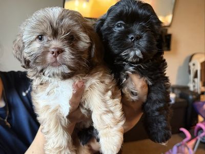 Puppies for sale