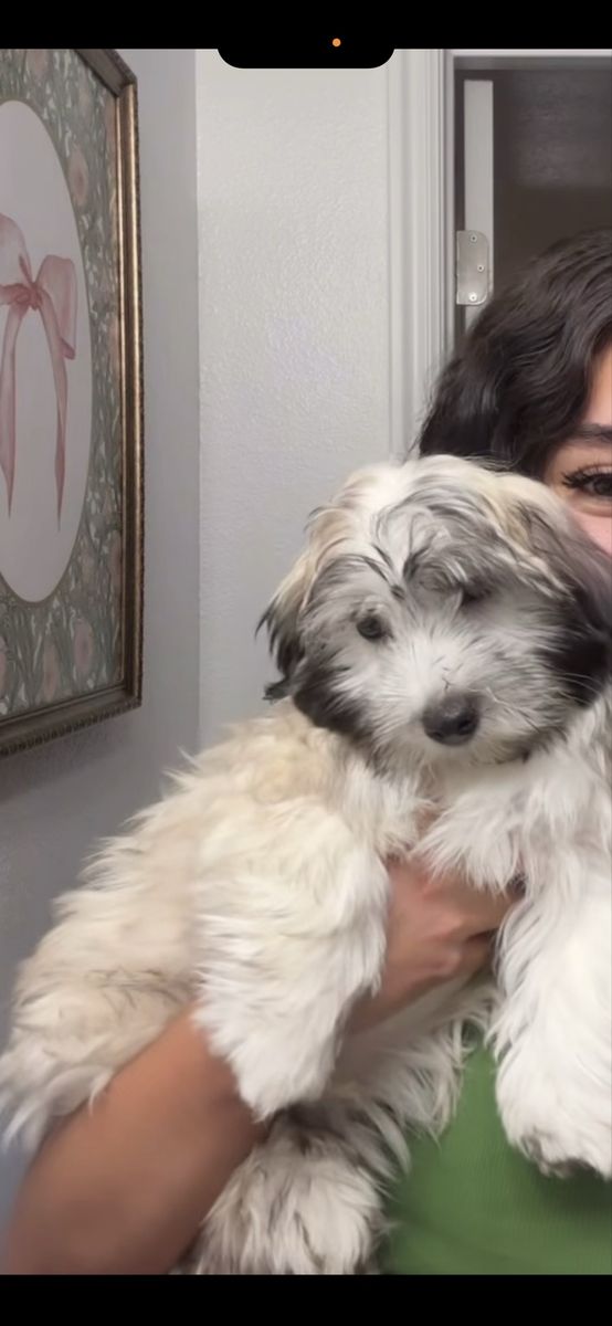 Male Coton De Tulear/Bichon Puppy For Sale