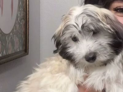 Male Coton De Tulear/Bichon Puppy For Sale