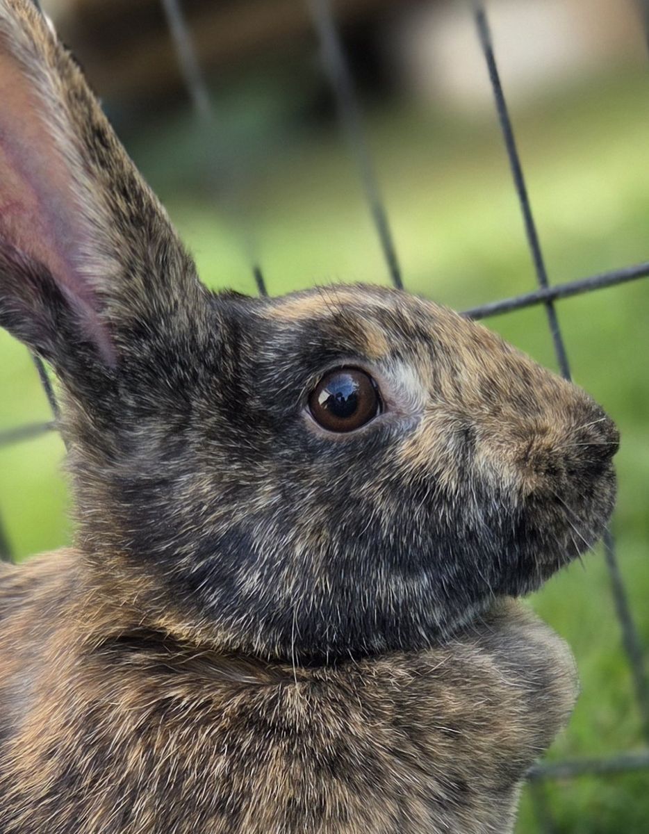 Proven Rhinelander Sport Bunny Rabbit