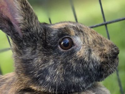 Proven Rhinelander Sport Bunny Rabbit