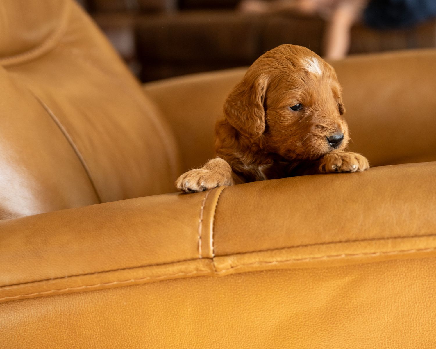 Male Therapy Grade F1 Mini- Goldendoodle Puppy
