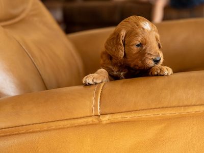 Male Therapy Grade F1 Mini- Goldendoodle Puppy