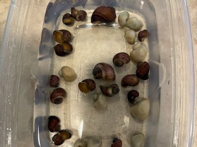 Magenta And Ivory Mystery Snails