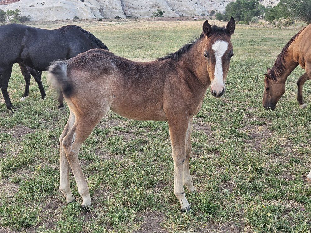 2026 American Quarter Horse Foals- Out of Roosters Big Boon DR -