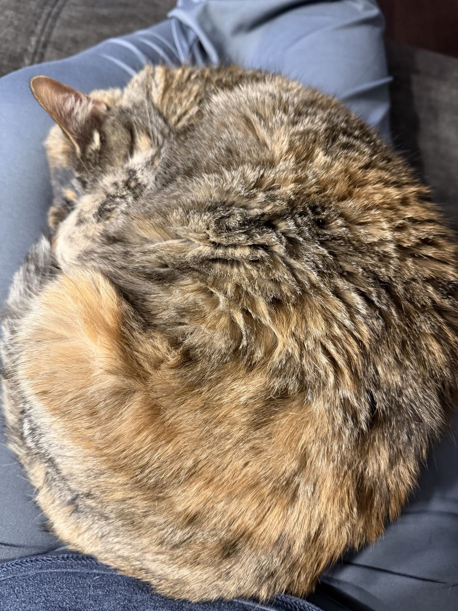 Cat for Adoption