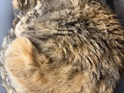 Cat for Adoption