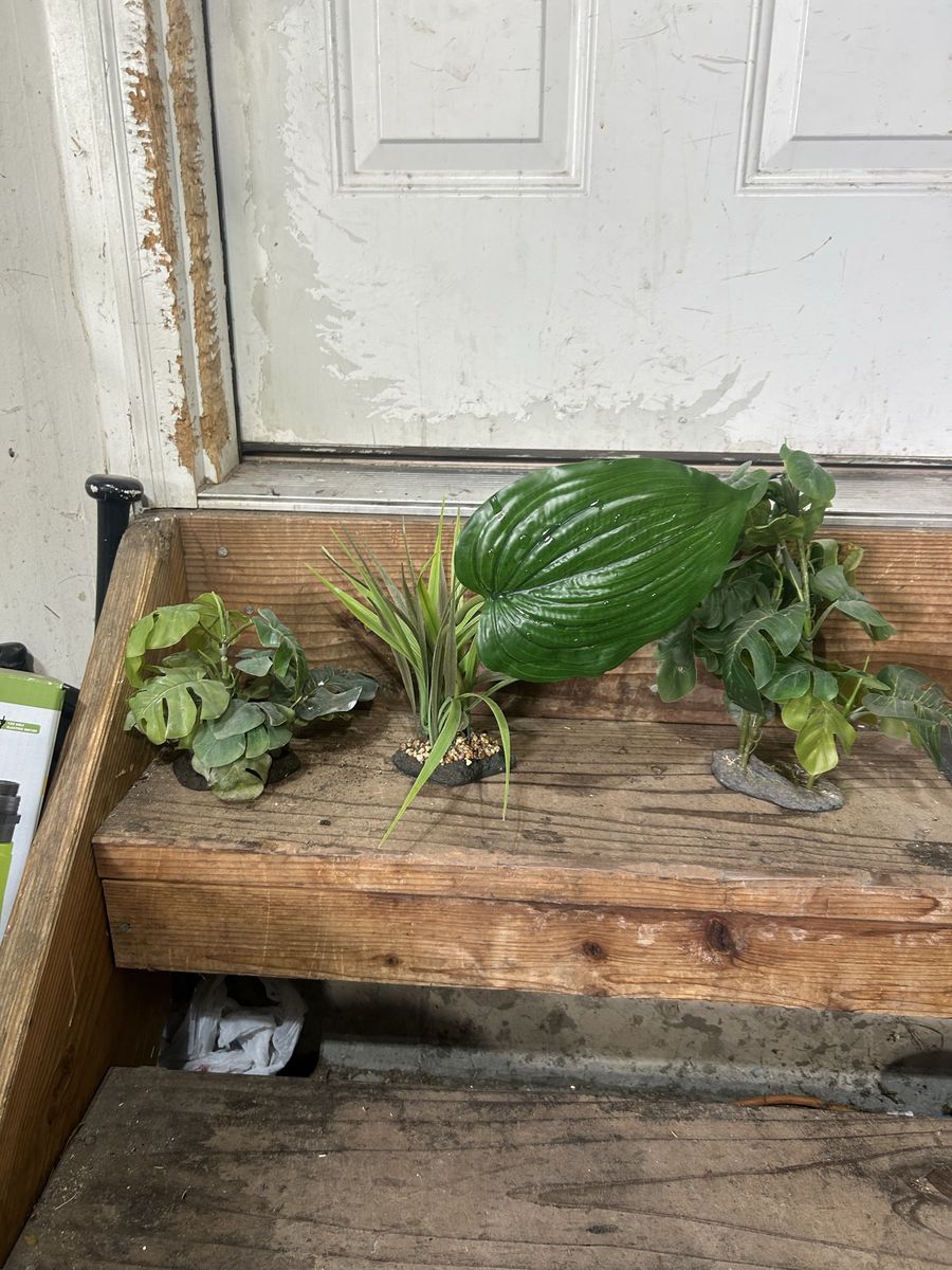 Reptile plants