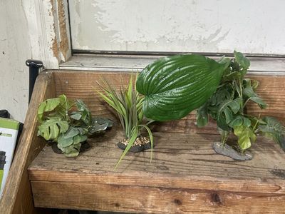 Reptile plants