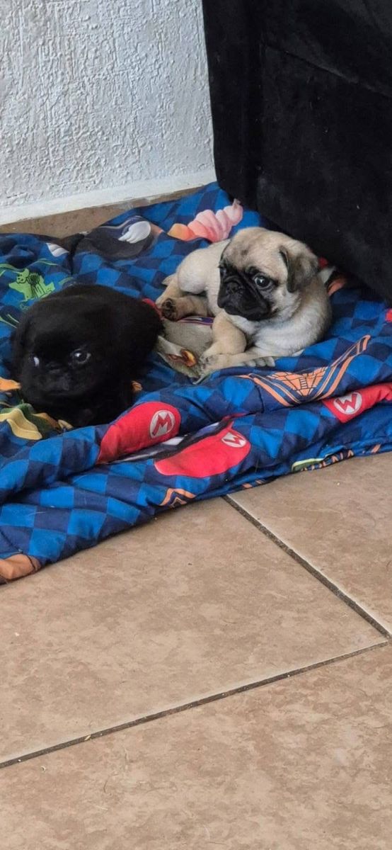 male PUG puppies