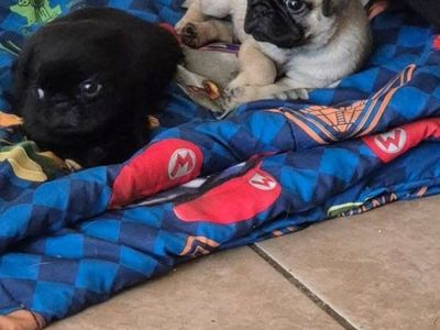 male PUG puppies