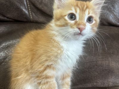 Kittens - Price Reduced