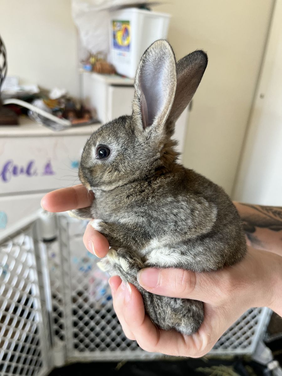 Baby bunnies