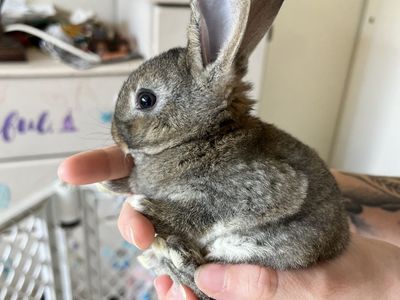Baby bunnies