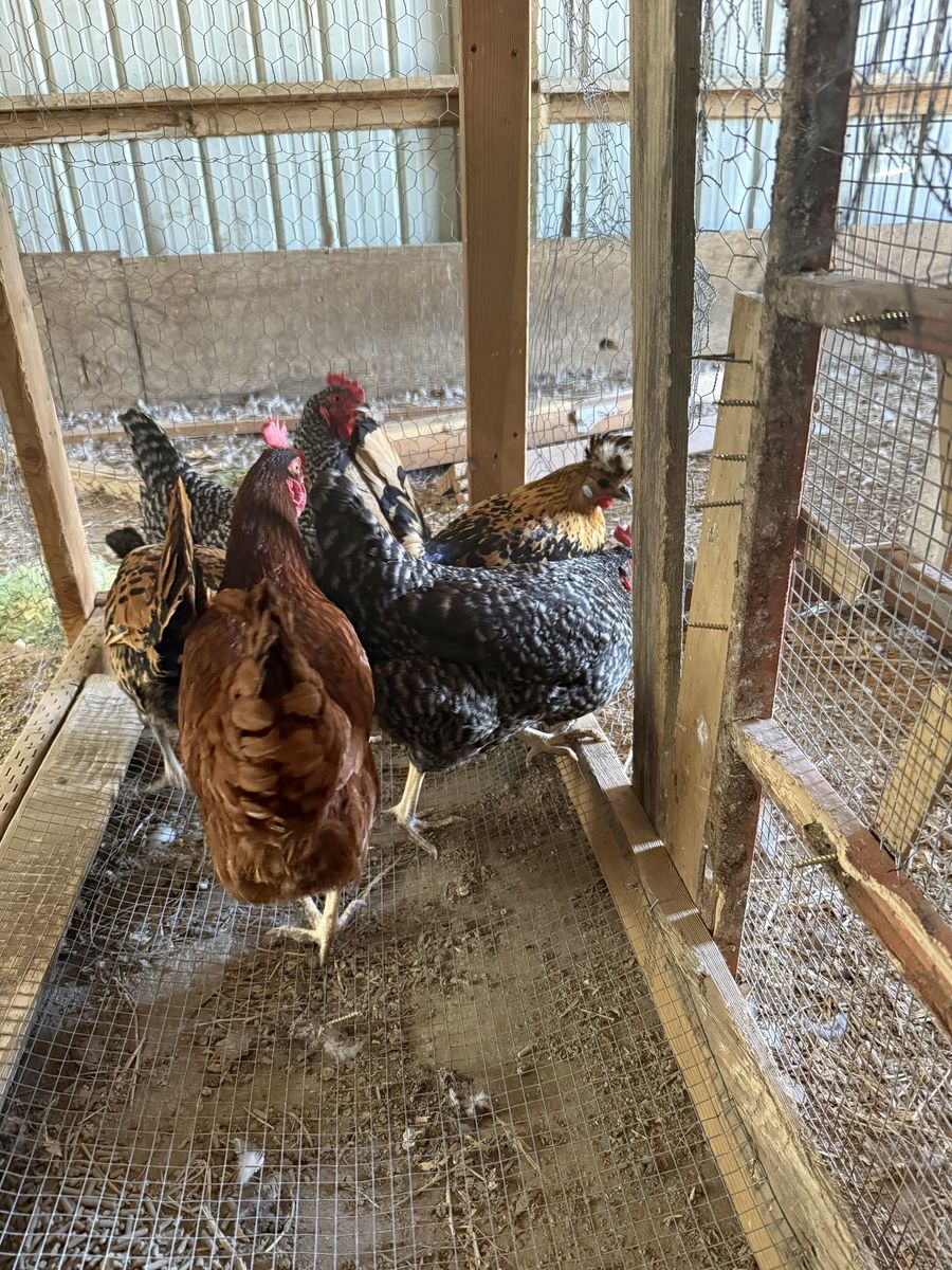 5 laying hens