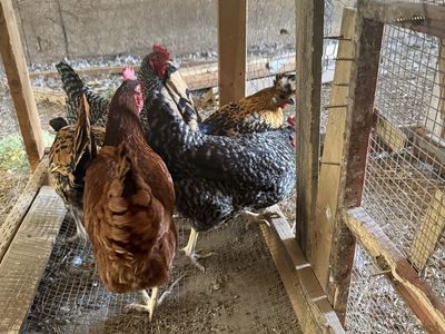 5 laying hens