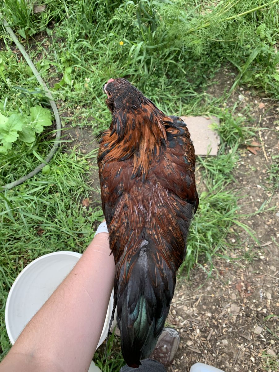 FREE MUST GO Azteca x Partridge Wyandotte Bantam Rooster