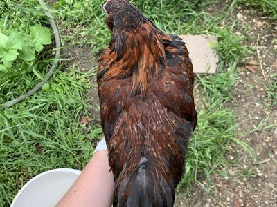 FREE MUST GO Azteca x Partridge Wyandotte Bantam Rooster