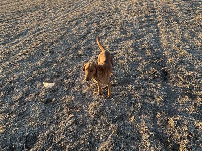 AKC Fox Red Lab Female