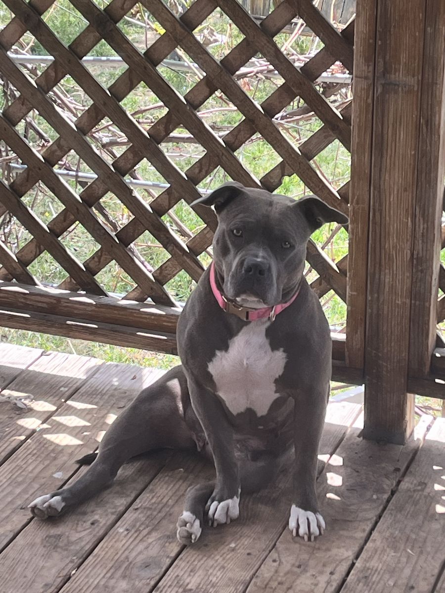 Staffordshire Bull Terrier