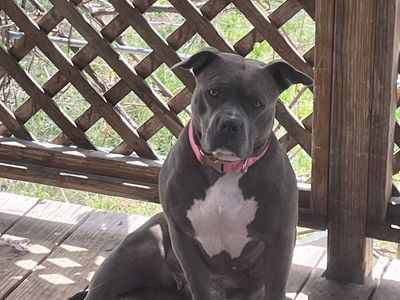 Staffordshire Bull Terrier