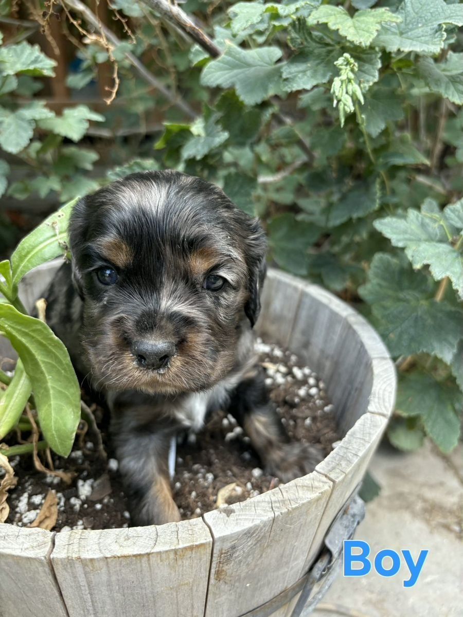 Cockalier Puppies Spaniel!!!