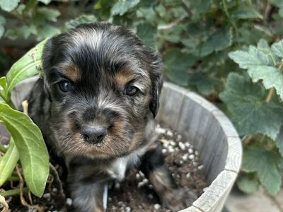 Cockalier Puppies Spaniel!!!