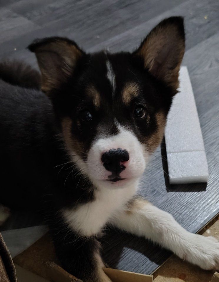 Husky mix