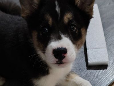 Husky mix