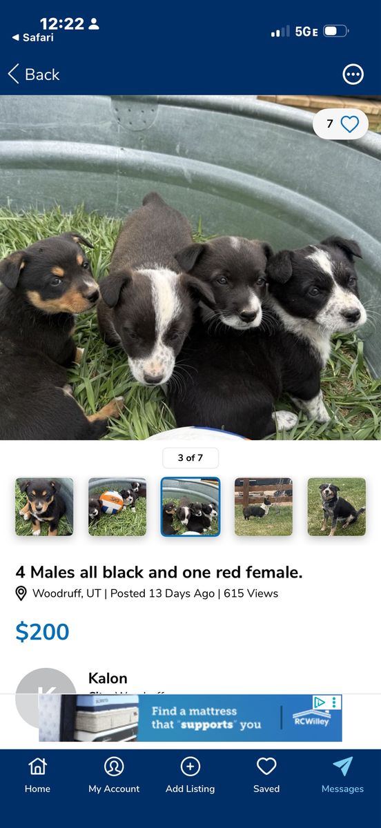 Puppies for sale